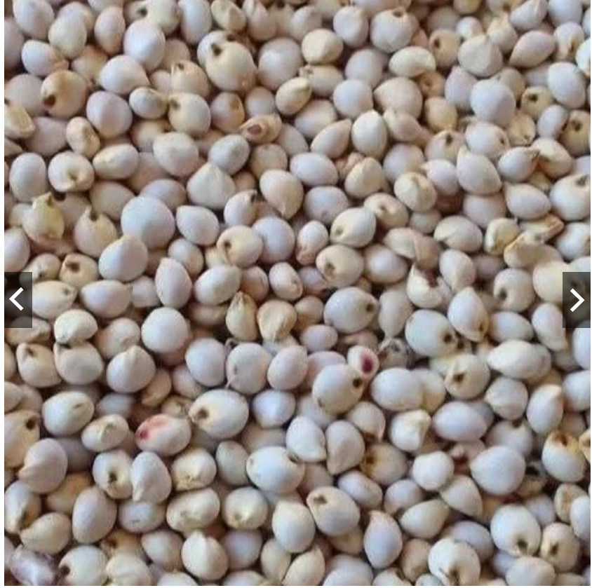 ATM BIJI SORGUM | UNTUK PAKAN TERNAK